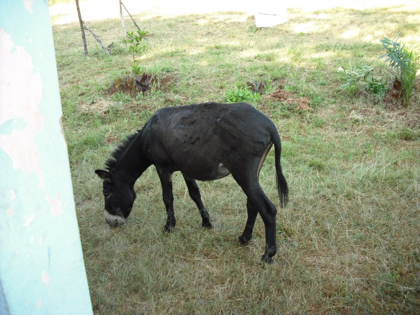 He greeted me on several morning as I opened my door